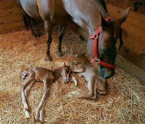 Newborn Horses Another Day At The Ranch Pinterest Beautiful The