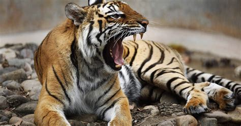 Mexican Police Seize 2 Tigers At Ranch Hiding Meth Lab