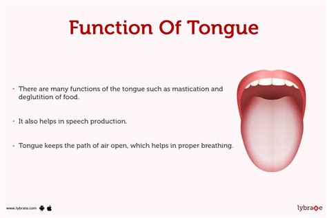 Tongue Human Anatomy Image Function Definition Problems And More