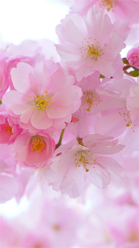 discover more than 80 cherry blossom wallpaper iphone vn