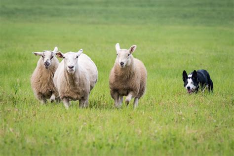 Sheep Herding Sport Grows With Help From Cambridge Couple News
