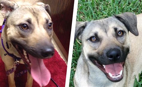 You can tell if your dog is happy by the tail carriage. Is That "Smiling" Dog Happy? - eileenanddogseileenanddogs