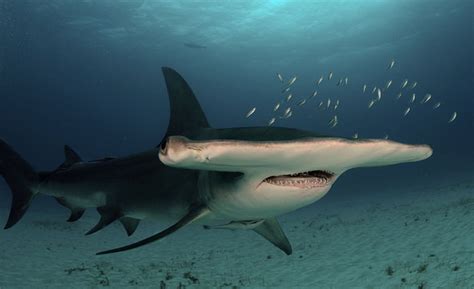 Great Hammerhead Shark Facts Pictures And Video Discover An Incredible
