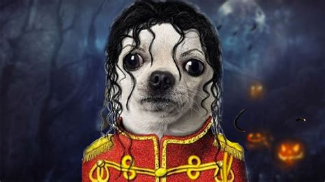 It is not only people in relationships who like to wearing matching items, many owners will want to have their when it comes to matching outfits, why should humans have all the fun? FUNNIEST PET HALLOWEEN COSTUMES - YouTube