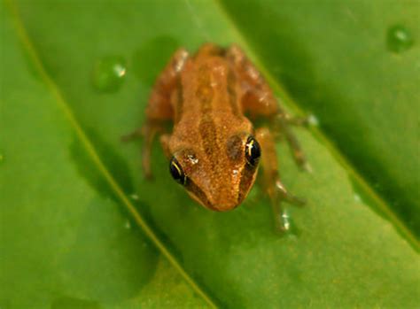 Identifying Frogs And Toads By Their Calls Wisconsin Wetlands Association