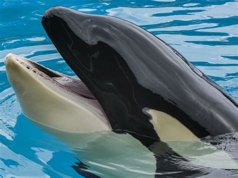 Orca Whale Free Stock Photo Public Domain Pictures
