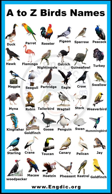 Birds Names List With Pictures In English Download Pdf Engdic