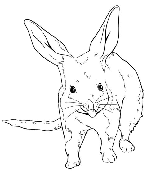 Lovley Bilby Coloring Page Free Printable Coloring Pages For Kids