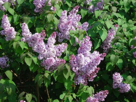 French Lilac Syringa Vulgaris Shrub Seeds Fast Fragrant Hardy