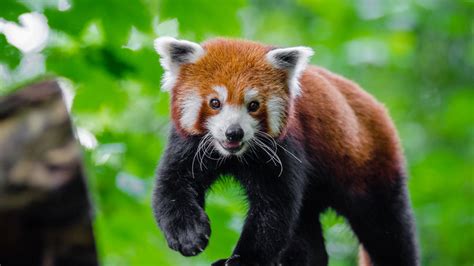 Download Wallpaper 2048x1152 Small Panda Red Panda Cute Ultrawide