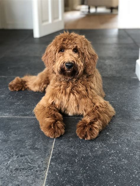 They also appear in a range of coat types, and most are considered reasonably hypoallergenic, one of the. Medium labradoodle ️