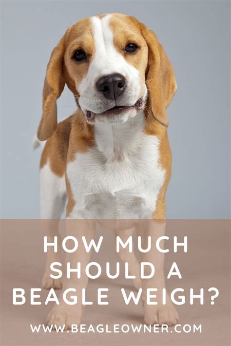 Find Out How Much Your Beagle Should Weigh Fruit List Eat Fruit