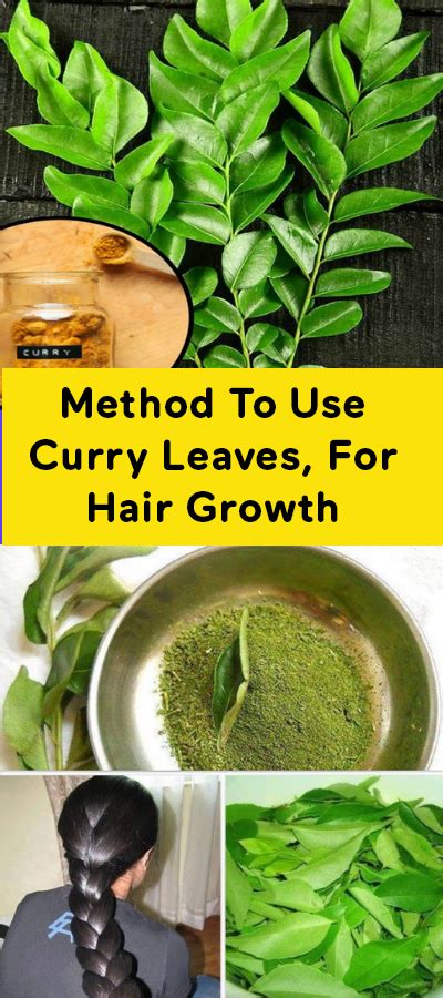 Curry leaves for hair are rich in antioxidants, amino acids and all these prevent hair fall and enhance hair growth. Method To Use Curry Leaves, For Hair Growth!!! - Healthy ...