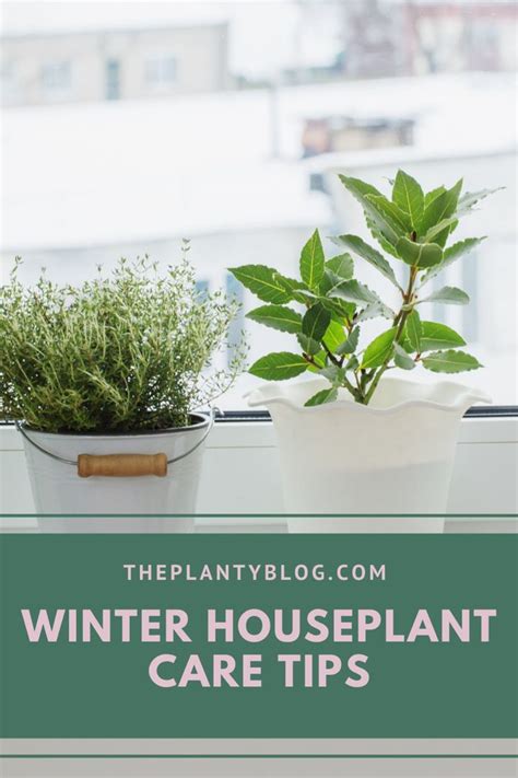 Winter Houseplant Care How To Help Your Houseplants Survive The