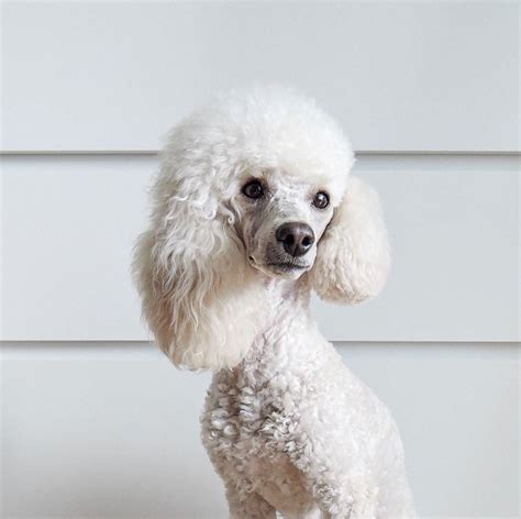 15 Funny Haircuts For Poodles That Will Make Your Day Happy Artofit