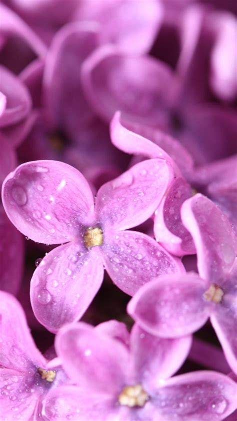 Download Kumpulan Wallpaper Iphone Lilac Terbaru HD
