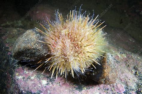 Green Sea Urchin Stock Image C0043846 Science Photo Library