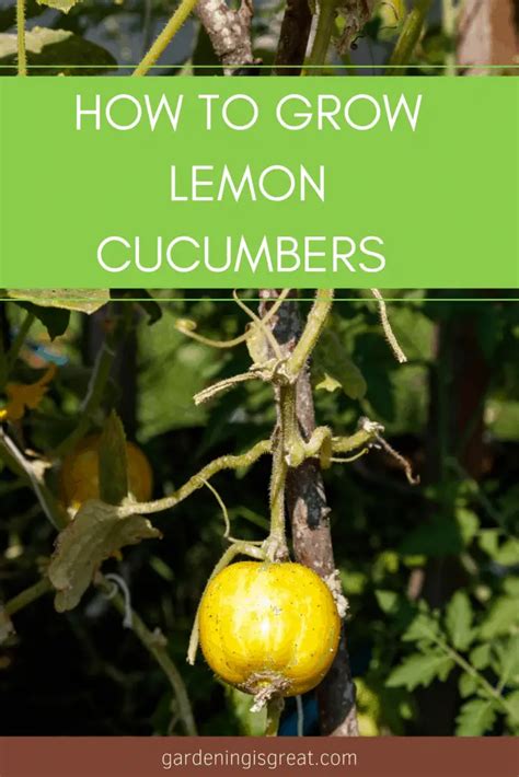 How To Grow Lemon Cucumbers In A Vegetable Garden Gardening Is Great