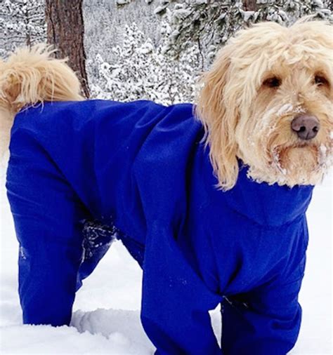 Psa Snowsuits For Dogs Totally Exist Brit Co