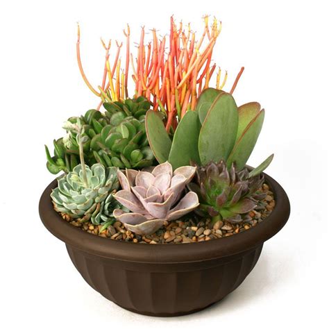 Home depot is a home run when you're in need of screws, plywood, and mulch, but it may not be the first place you think of when it comes to decorating. Succulent Garden Plant-Your-Own Kit-0881011 - The Home Depot