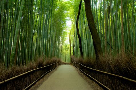 Wallpaper Nature Japan Nikon Kyoto Bamboo Arashiyama 365