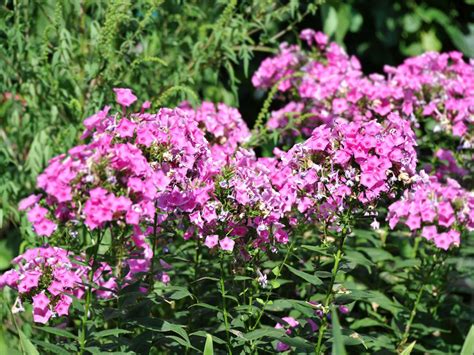 Maybe you would like to learn more about one of these? Should I Deadhead Phlox Flowers - How To Remove Spent ...