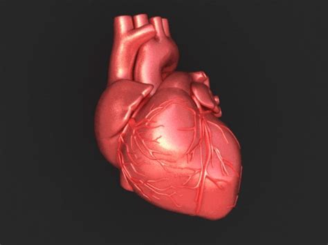 Heart Brain Body Organs Animated S At Best Animations