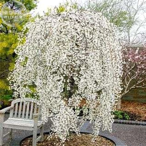 Bellfarm 20 Snow Fountain Weeping Cherry Tree Seeds Professional Pack