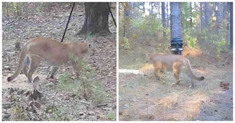 Be Careful Deer Hunters Rare Mountain Lion Sighting Confirmed In