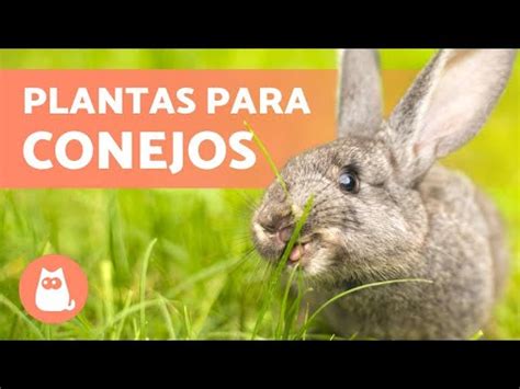 Plantas Que Puede Comer Un Conejo Ra Ces Tallos Hojas Y Hierbas