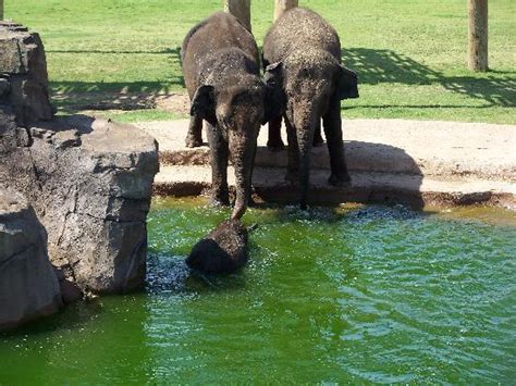 Wonderful Elephant Exhibit Picture Of Oklahoma City Zoo Oklahoma