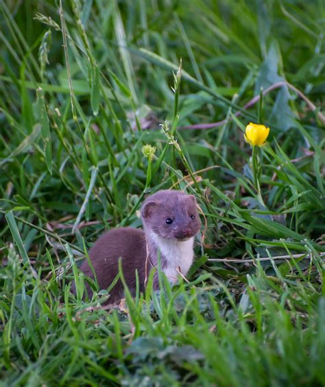 Baby Weasel 2 Running Around In The Arboretum In Langley P Flickr