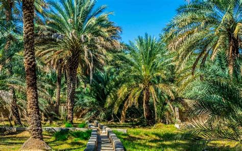 Al Ain Oasis In Abu Dhabi Ticket Price Timings And More Mybayut