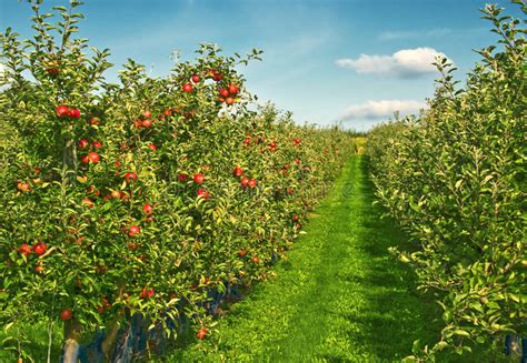 Revolutionizing Apple Cultivation In India Kailashpati Shivdev Nursery