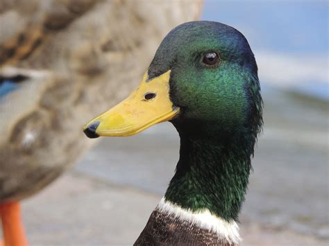 Duck Beak Portrait Free Photo On Pixabay