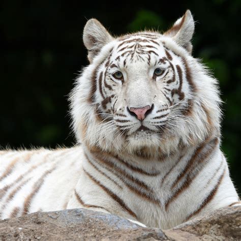 White Siberian Tiger Wallpaper