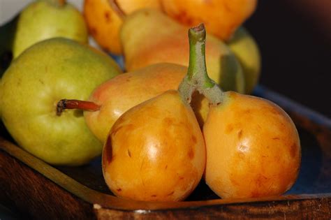Loquat What It Tastes Like How To Eat It And Facts The New Tropic