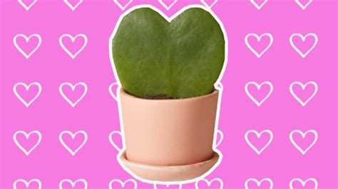 Cute Valentines Day Plants To Give Instead Of Roseshellogiggles