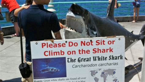Despite More Great White Sharks Attacks On Humans Rare