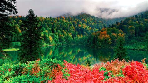 Beautiful Scenery Trees With Red And Green Leaves Lake
