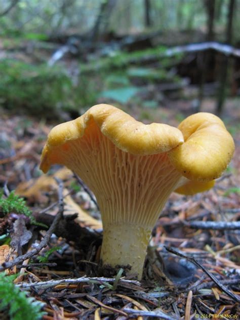 The Many Ways To Use Golden Chanterelle Mushrooms Wsmbmp
