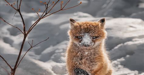 Adorable Baby Foxes That Are Too Cute To Be True