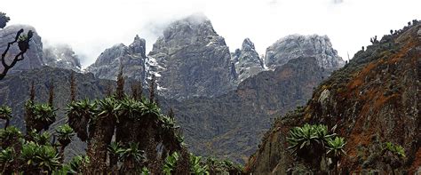 The eponymous peaks of the rwenzori mountains national park straddle the border between uganda and the dr congo. Rwenzori Mountains National Park - Great Lakes Safaris ...