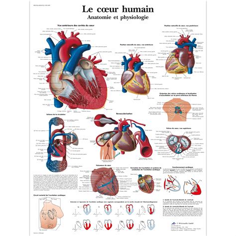 Le Cœur Humain Anatomie Et Physiologie 4006762 3b Scientific