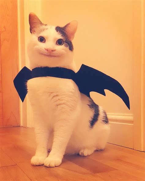 The Famous Polite Cat Ollie Dressed Up For Halloween Silly Cats