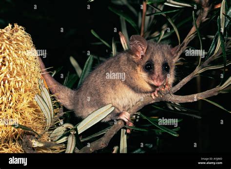 Eastern Pygmy Possum Cercartetus Nanus Stock Photo Alamy