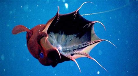 Top 10 Weirdest Deep Sea Creatures Owlcation