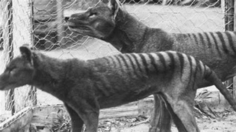 Genetic research reveals secrets of extinct Tasmanian tigers | Earth | EarthSky