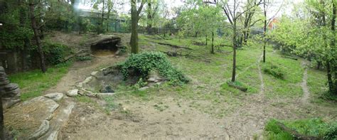 Apr 2019 Wolf Woods 13000 Sq Ft Mexican Wolf Exhibit Panorama