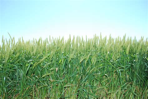 UK Wheat Field Day is fast approaching | News